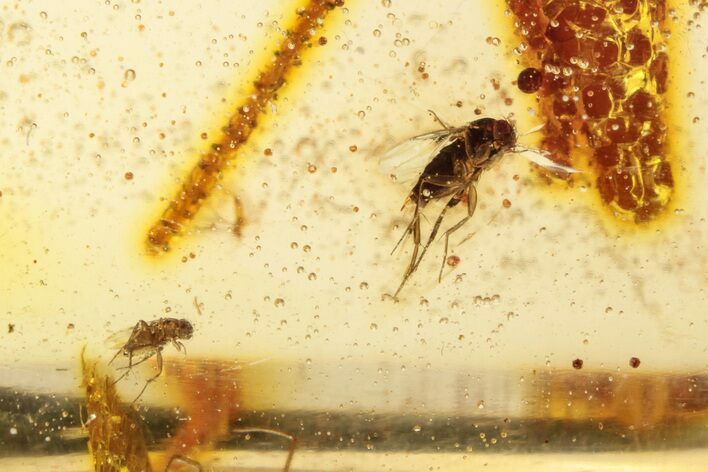 Polished Colombian Copal ( g) - Contains Insects! #264007